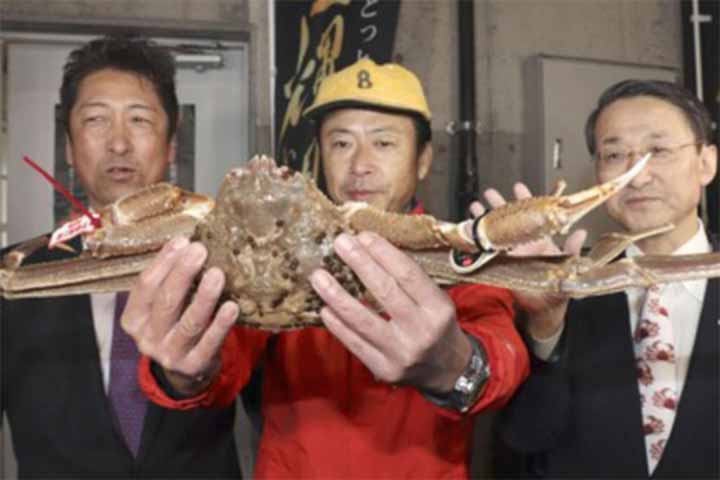 a snow crab sold for 39 lakh taka at auction in japan