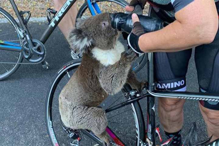 koala stops cyclist to drink water from her bottle amid bushfires in australia