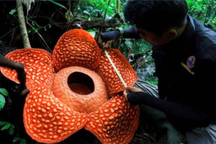 world’s biggest flower rafflesia tuan mudae found in indonesia