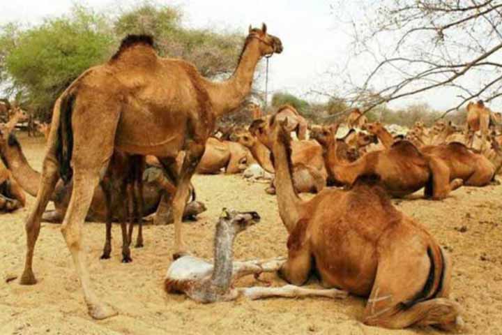 5 Thousands of camels were shot dead in Australia