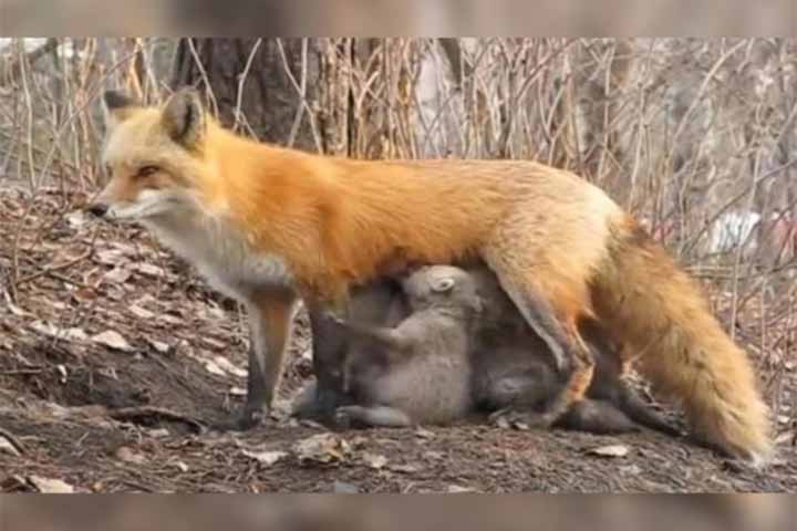 mama fox feeds baby koalas separated from their mothers in australia bushfires
