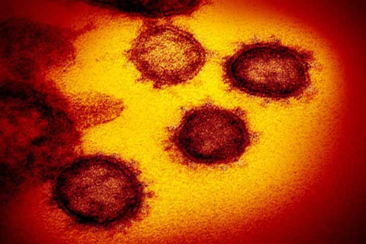 Scientists are surprised to see microscopic images of the coronavirus