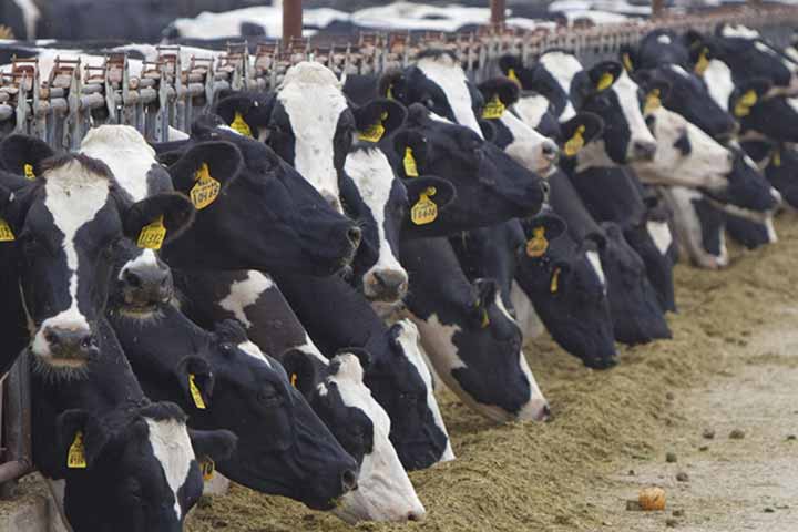 rss demands that usa cow milk is non-vegetarian food as their cows are non-veg