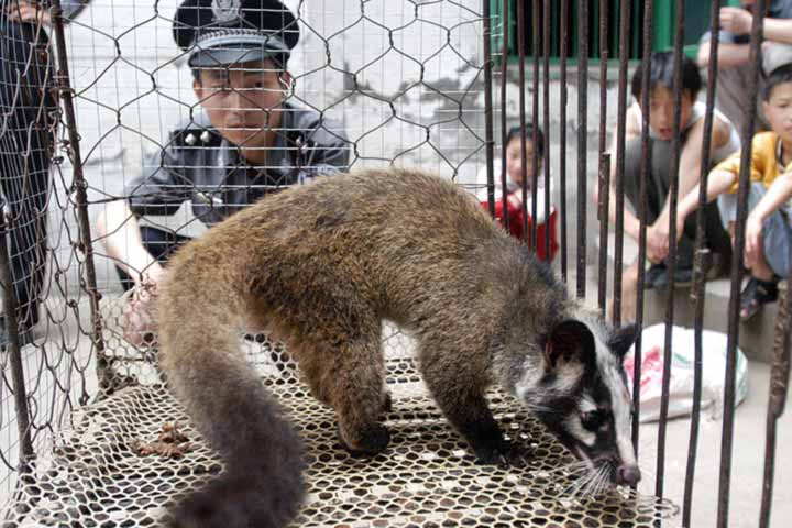 China bans trade, eating of wild animals in battle against coronavirus