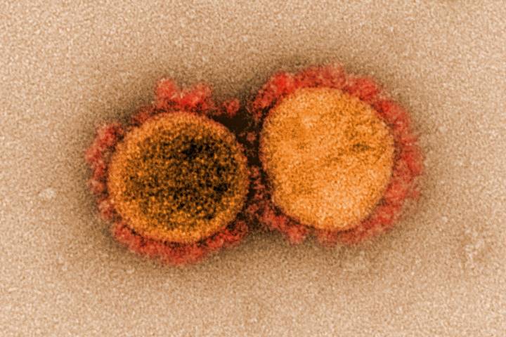 a new blood plasma therapy could help treat coronavirus