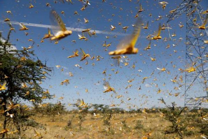 locust coming towards India-Bangladesh