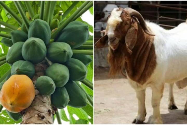 testing kits report goat papaya covid-19 postive in tanzania