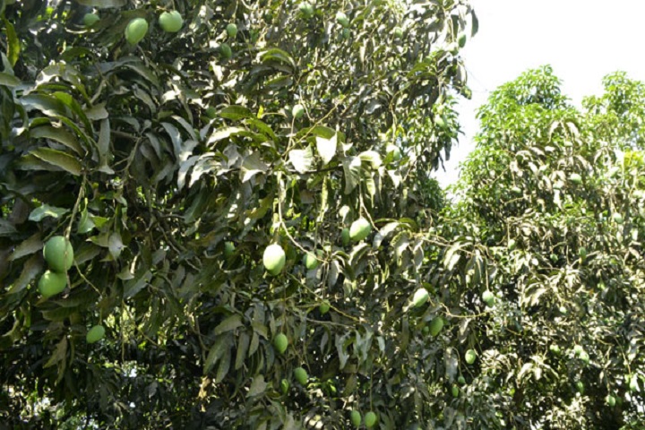 Mango laying Rajshahi started 15 May