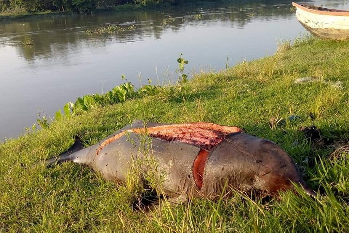 Dolphins weighing 52 kg killed Halda