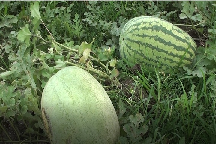 Farmers Panchagarh loss watermelons sold