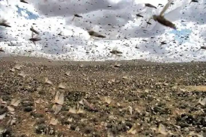 a swarm of locusts enters India from Pakistan
