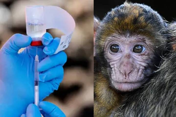 Coronavirus vaccine on Macaque monkey trial offers hope