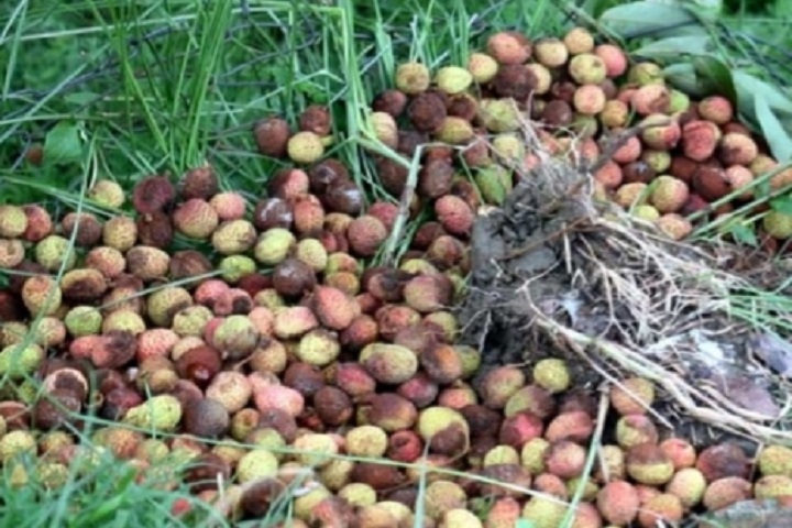 Litchi worth Tk 200 crore in Pabna due to Ampan violence