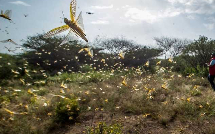 In India, 50,000 hectares of cropland were destroyed by locusts