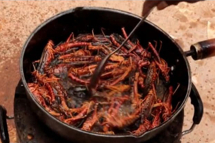 Pictures of locust recipes in India are viral