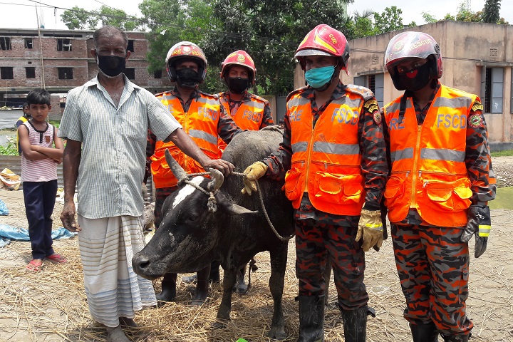 The fire service saved the lives of two cows
