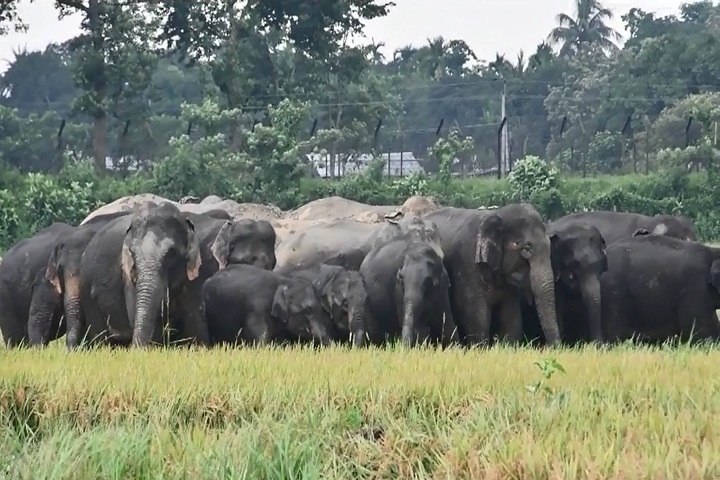 Ripe paddy ravaged Indian elephants, farmers worried