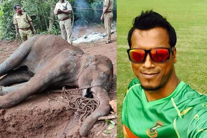 Bangladesh national team cricketer Rubel Hossain has demanded justice for killing an innocent elephant in this manner.