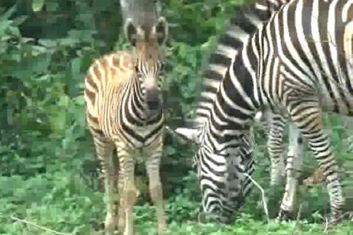 Two new animals were born at Gazipur Safari Park