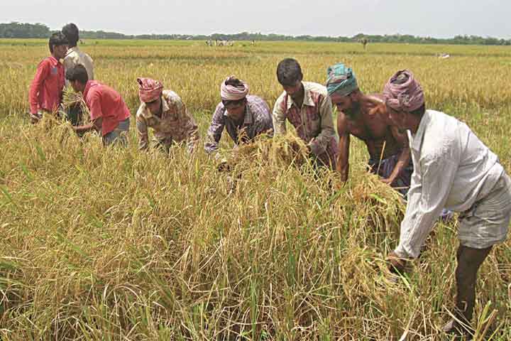 Korona loss farmer 56 thousand crore taka rtv