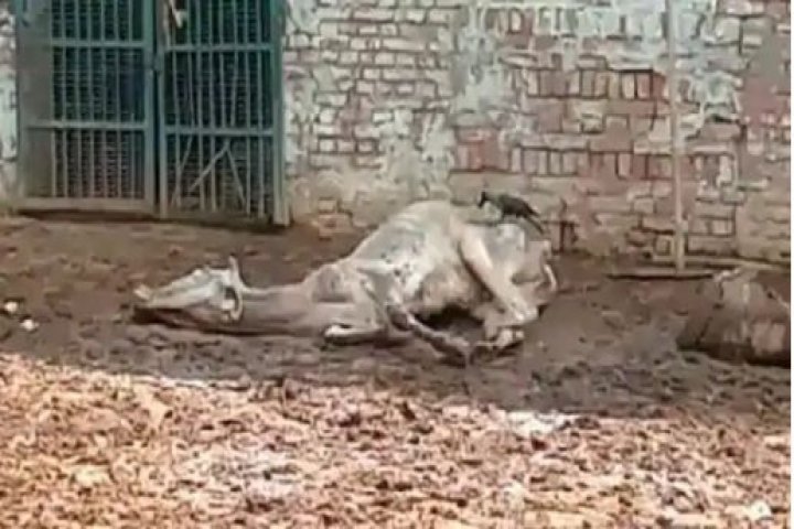80 cows died in Haryana during lockdown