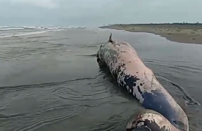 Dead whales floated to Teknaf beach