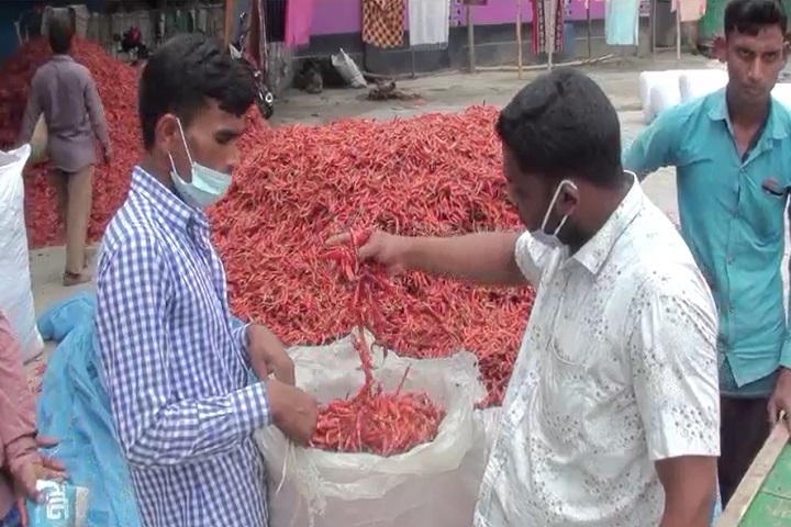 Bumper yield chillies Panchagarh fear losses due rains