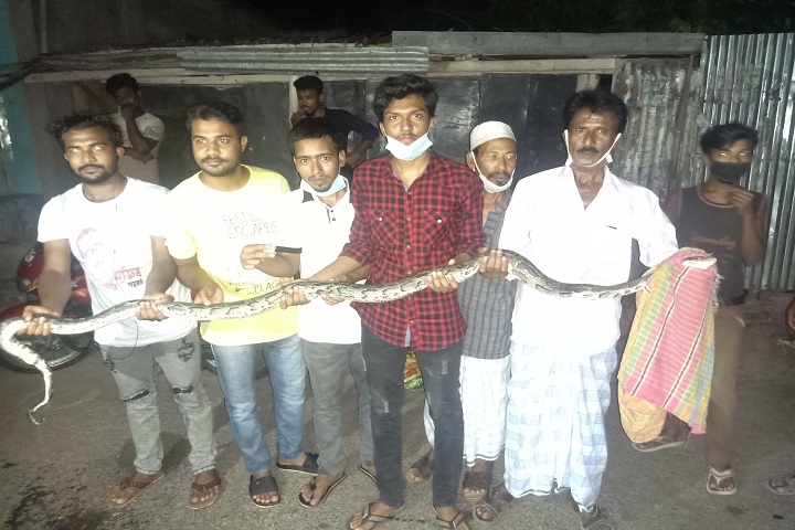python recovered in Rangamati