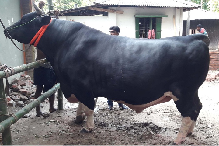 The price two cows 80 lakh tk