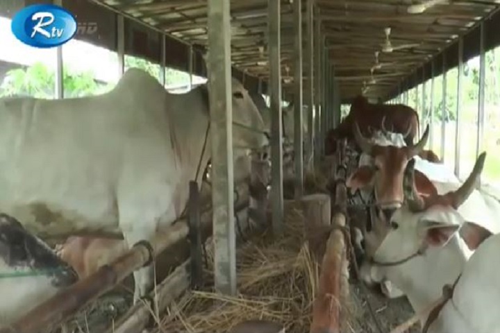 Livestock farmers in Tangail fear loss in Corona