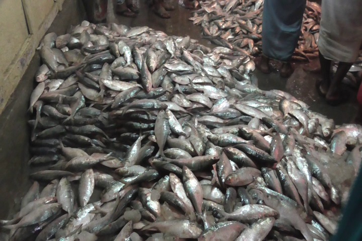 Chandpur fish market full swing southern region