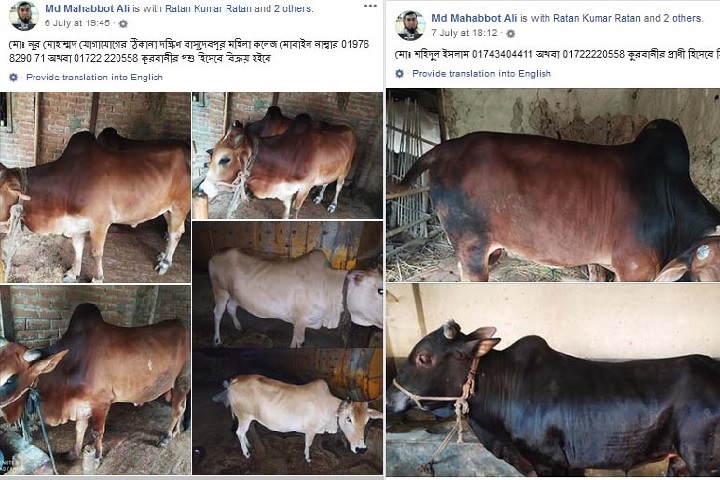 Online sacrificial animal market launched Hili