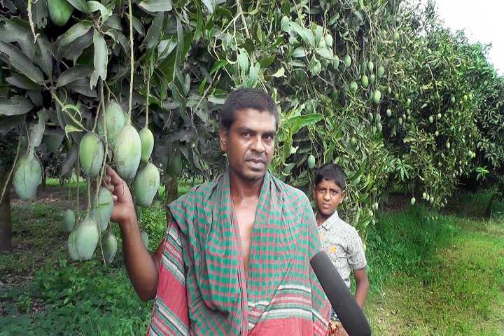 Billal Mir successful farmer planted mixed mango Narail
