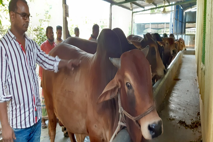 Farmers hope to sell cows from the farm
