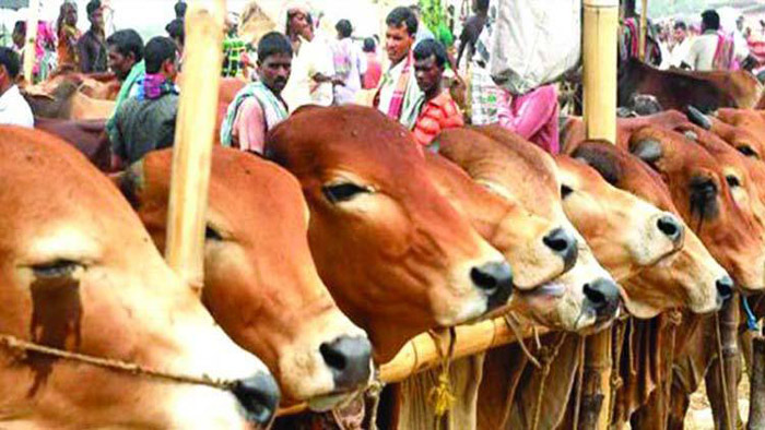 5 cattle markets are final in Dhaka South City