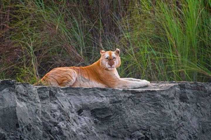 photos of indias only golden tiger in kaziranga go viral