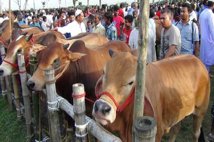 Gazipur temporary market for online sacrificial animals