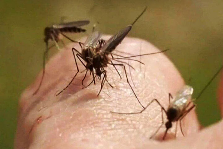 Mosquitoes, prevention, domestic methods