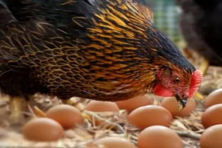 egg or chicken which came first now have a scientific answer