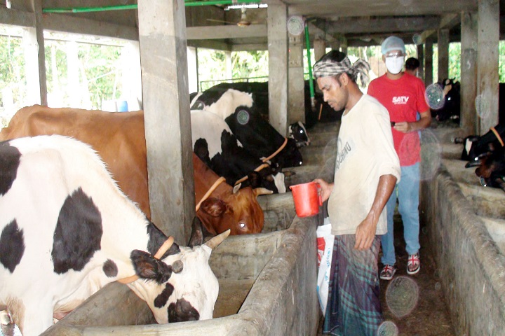 Farmers in Habiganj are worried about selling cows in Corona