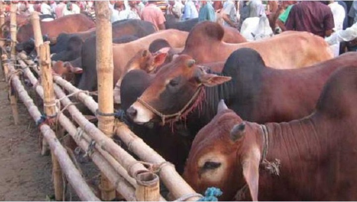Animal market should be set up within the boundaries in accordance with the hygiene rules