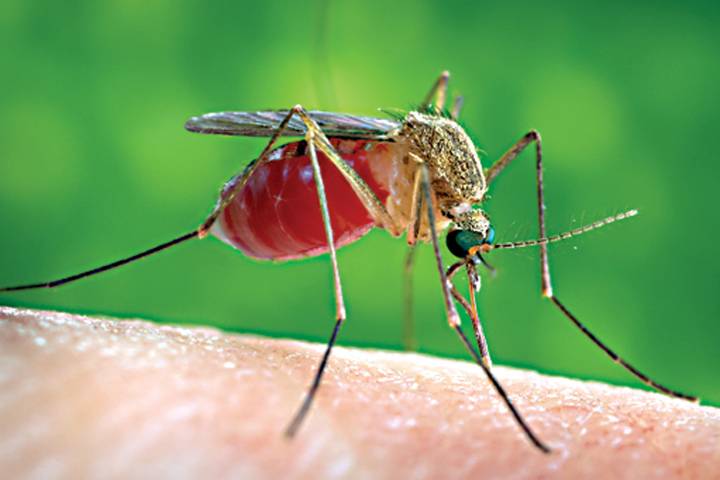 why mosquito drink animals blood scientists find the reason