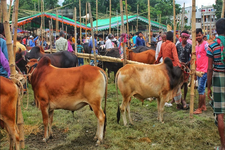 Farmers are selling cows at a loss