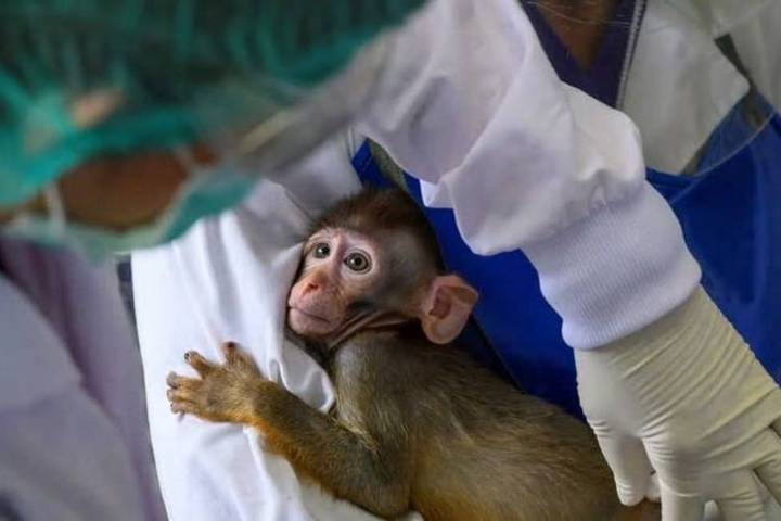 modernas covid-19 vaccine worked well in monkeys