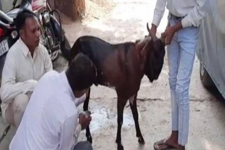 male goat from Rajasthan has udders and produces milk everyday