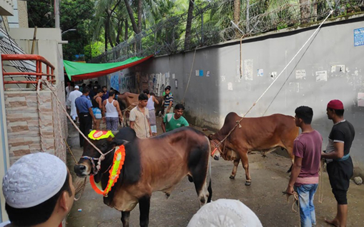 After the Eid prayers, the city dwellers are busy in animal sacrifice