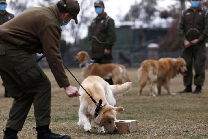 after uk and germany now chile is training dogs to sniff out covid-19