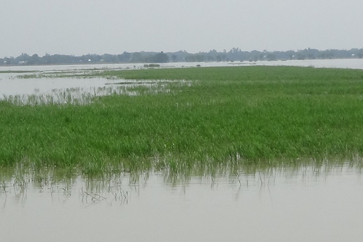 Floods,Faridpur