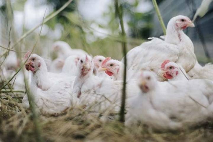 Chicken Imported From Brazil Test Positive For Coronavirus Says China