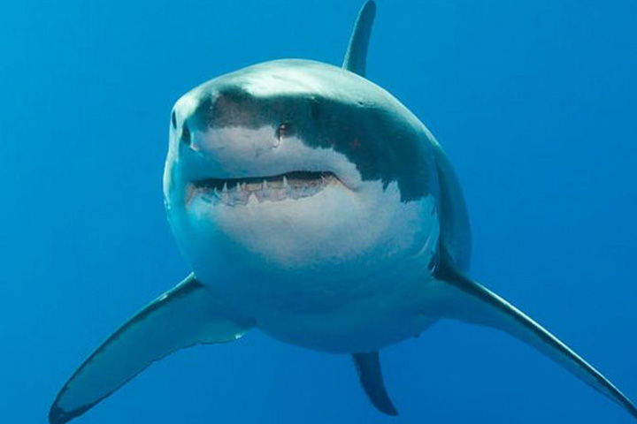 The husband saved his wife by punching the shark